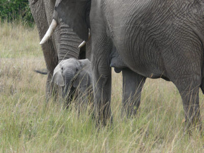 Elefanten in der Maasai Mara
