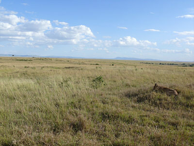 Landschaft mit Lwin in der Maasai Mara