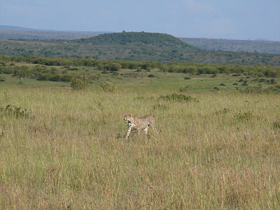Gepardin in der Maasai Mara