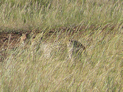 Gepardin in der Maasai Mara