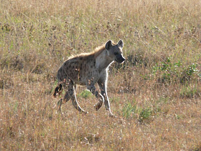 Hyne in der Maasai Mara