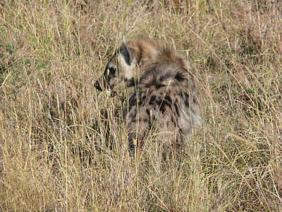 Hyne in der Maasai Mara