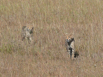 Junge Geparden in der Maasai Mara