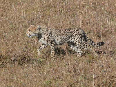 Junger Gepard in der Maasai Mara