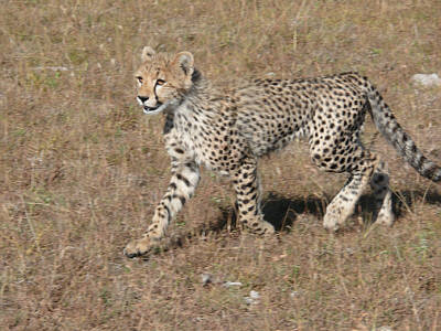 Junger Gepard in der Maasai Mara