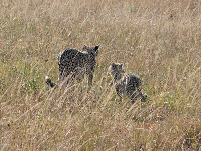 Geparden in der Maasai Mara