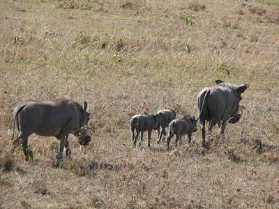 Warzenschweine in der Maasai Mara
