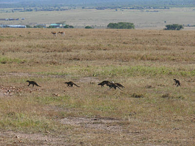 Zebramangusten in der Maasai Mara