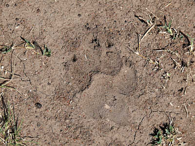 Hynen-Fußabdruck in der Maasai Mara