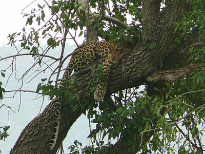 Leopard im Tsavo West Nationalpark