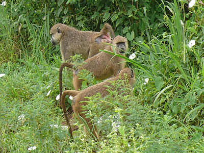 Steppenpaviane im Tsavo West Nationalpark