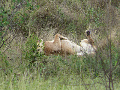 Lwin im Tsavo West Nationalpark
