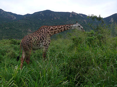 Giraffenbulle im Tsavo West Nationalpark