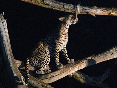 Leopard im Tsavo West Nationalpark