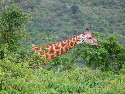 Giraffe im Tsavo West Nationalpark