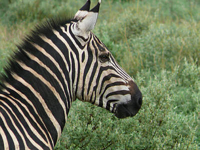 Zebra im Tsavo West Nationalpark