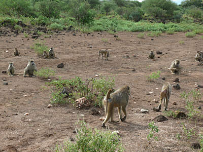 Steppenpaviane im Tsavo West Nationalpark