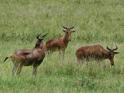 Kuhantilopen im Tsavo East Nationalpark