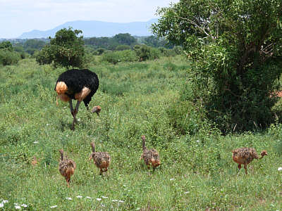 Strausse im Tsavo East Nationalpark