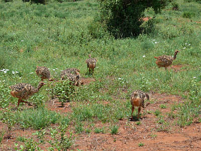 Straussenkken im Tsavo East Nationalpark