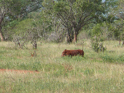 Warzenschwein im Tsavo East Nationalpark