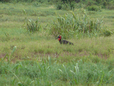 Hornrabe im Tsavo East Nationalpark