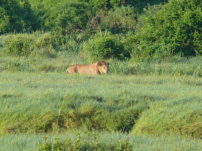 Lwe im Tsavo East Nationalpark