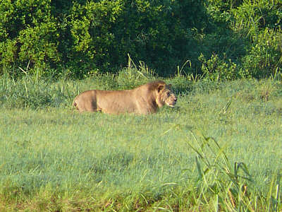 Lwe im Tsavo East Nationalpark