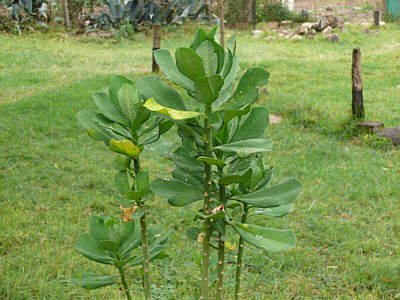 Fr Medizin verwendete Pflanze im Narok Museum