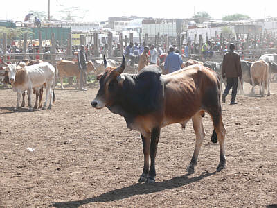 Viehmarkt in Ewaso Nyiro