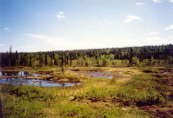 Landschaft zwischen Kiruna und Svappavaara