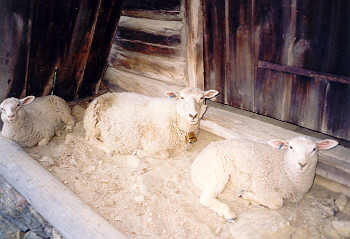 Schafe im Valdres Folkemuseum