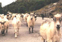 Ziegen am Voldafjord