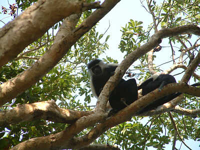 Zwei Colobus-Affen (Diani Beach, Mombasa)