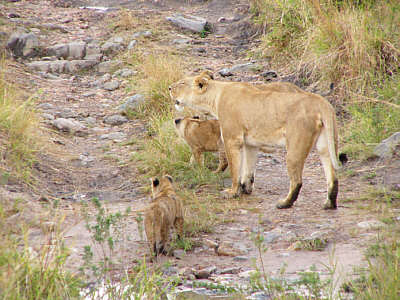 Lwenweibchen mit Jungen (im Masai Mara National Reserve)
