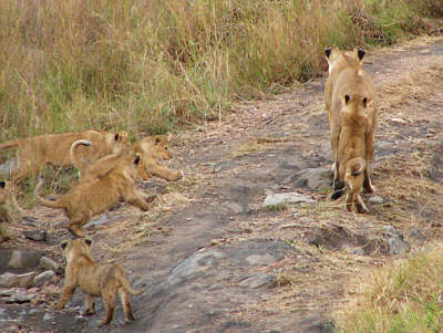 Lwenfamilie im Masai Mara National Reserve