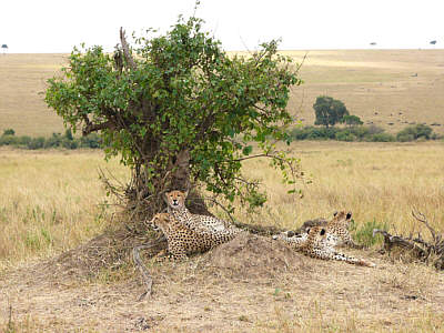 Geparde bei ihrer Siesta unter einem Busch im Masai Mara National Reserve
