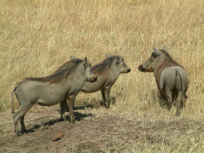 Warzenschweine im Masai Mara National Reserve