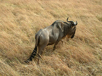 Gnu im Masai Mara National Reserve