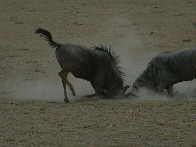 Zwei rivalisierende Gnubullen im Amboseli Nationalpark