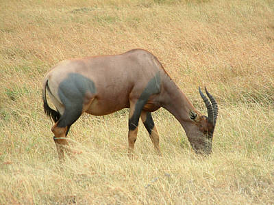 Topi oder Leierantilope im Masai Mara National Reserve