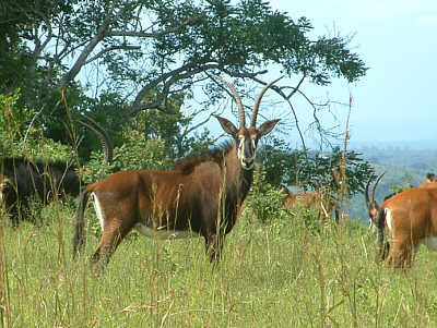 Rappenantilope (Weibchen) im Shimba Hills National Reserve