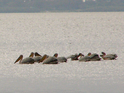 Pelikane am Lake Naivasha