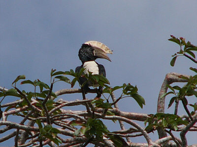 Ein Silberwangen-Hornvogel (Diani Beach, Mombasa)