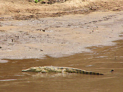 Nilkrokodil am Ufer des Mara River (Masai Mara National Reserve)