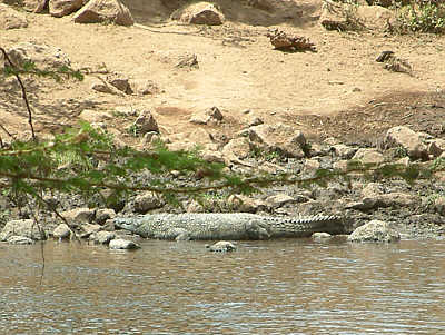 Nilkrokodil am Ufer der Mzima Springs (Tsavo West Nationalpark)