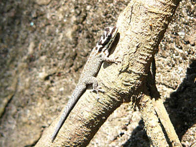 Gecko (Diani Beach, Mombasa)
