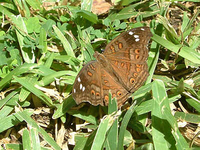 Ein Schmetterling der Art Precis natalica(Diani Beach, Mombasa)