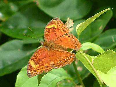 Schmetterling (Diani Beach, Mombasa)