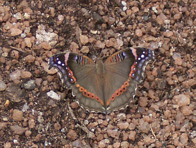Ein Schmetterling der Art Precis archesia (Mara Sopa Lode, Masai Mara National Reserve)